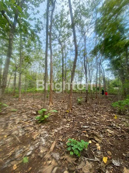 image TANAH DI PLAYEN GUNUNGKIDUL, BENTUK PERSEGI, INVESTASI MENJANJIKAN! (6)