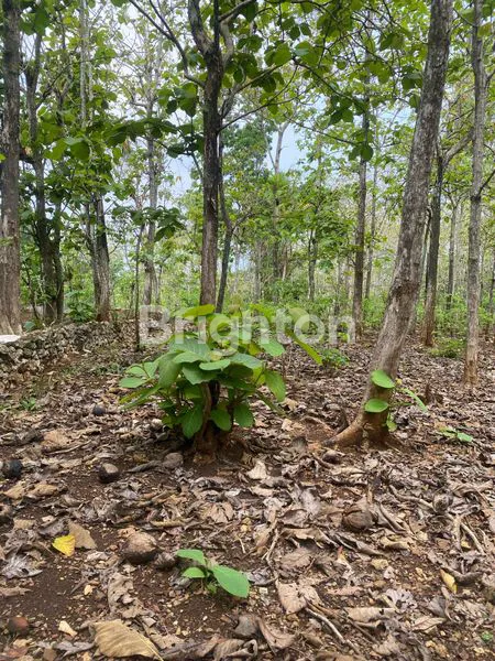 image TANAH DI PLAYEN GUNUNGKIDUL, BENTUK PERSEGI, INVESTASI MENJANJIKAN! (4)