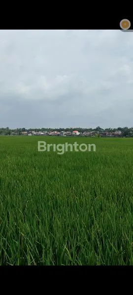 image TANAH SAWAH SHM 3,5 HEKTAR MADIUN KOTA; COCOK UNTUK PERUMAHAN; HANYA +/- 1.000 METER DARI PUSAT KOTA MADIUN (1)