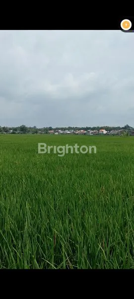 image TANAH SAWAH SHM 3,5 HEKTAR MADIUN KOTA; COCOK UNTUK PERUMAHAN; HANYA +/- 1.000 METER DARI PUSAT KOTA MADIUN (3)
