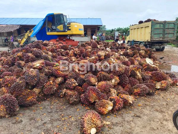 image DIJUAL KEBUN SAWIT DAN PKS DI TAPANULI TENGAH  (8)