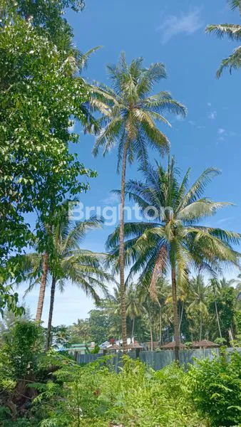 image TANAH TANJUNG SETIA  PESISIR BARAT  (3)