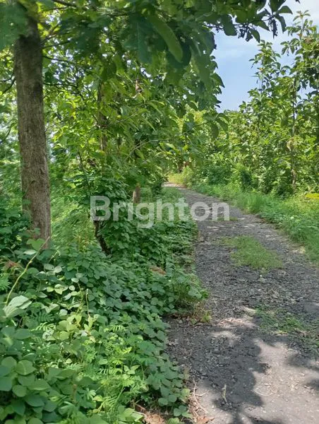 DIJUAL TANAH LOKASI DS. GONDANG KEC. PACE KAB. NGANJUK