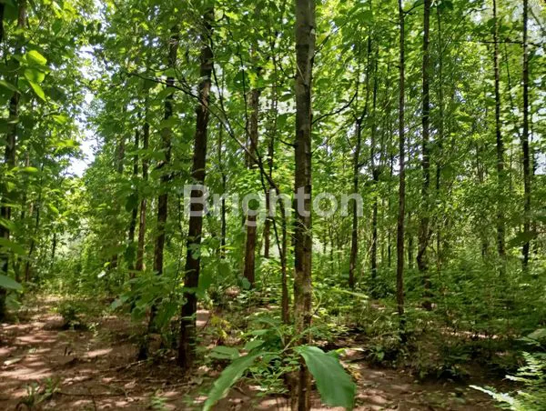 image DIJUAL TANAH LOKASI DS. GONDANG KEC. PACE KAB. NGANJUK (2)