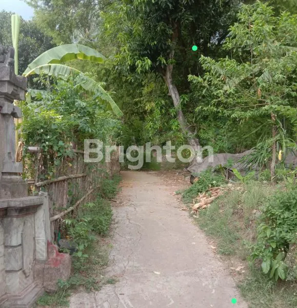 TANAH DI DATARAN TINGGI, SERIRIT, BULELENG, BALI