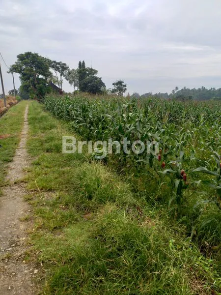 image DIKONTRAKKAN : LAHAN 16,5 ARE SHM DI KERAMBITAN - TABANAN IDEAL UNTUK VILLA (2)