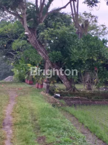 image DIKONTRAKKAN : LAHAN 16,5 ARE SHM DI KERAMBITAN - TABANAN IDEAL UNTUK VILLA (3)