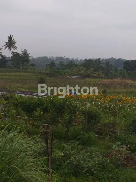 image DIKONTRAKKAN : LAHAN 16,5 ARE SHM DI KERAMBITAN - TABANAN IDEAL UNTUK VILLA (4)