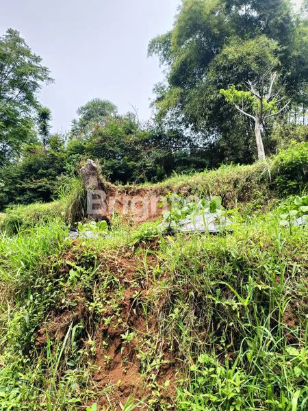 image DIJUAL TANAH KEBUN  (4)