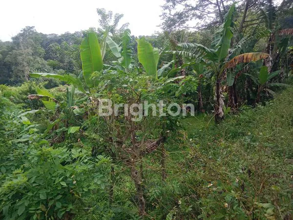 image TANAH 2 ARE BATURITI DEKAT PASAR SAYUR (1)