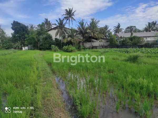 image TANAH SAWAH DI WONOLELO MUNTILAN (8)