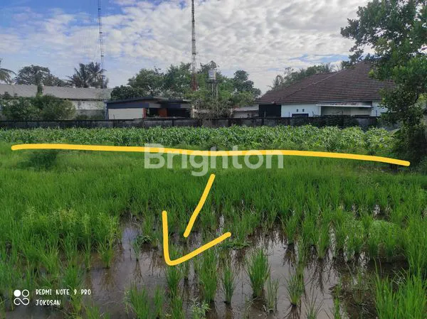 image TANAH SAWAH DI WONOLELO MUNTILAN (2)