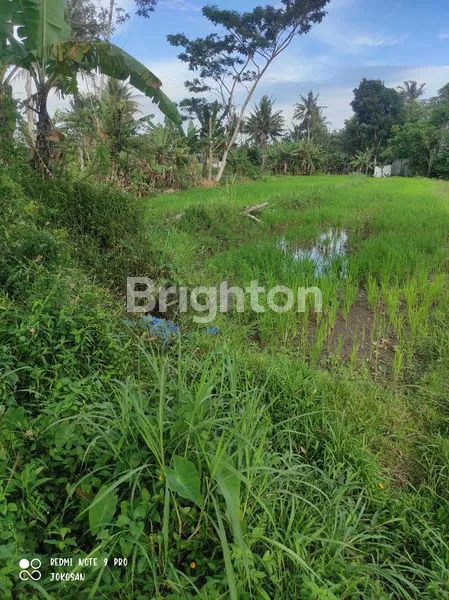image TANAH SAWAH DI WONOLELO MUNTILAN (7)