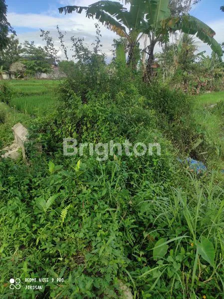 image TANAH SAWAH DI WONOLELO MUNTILAN (6)