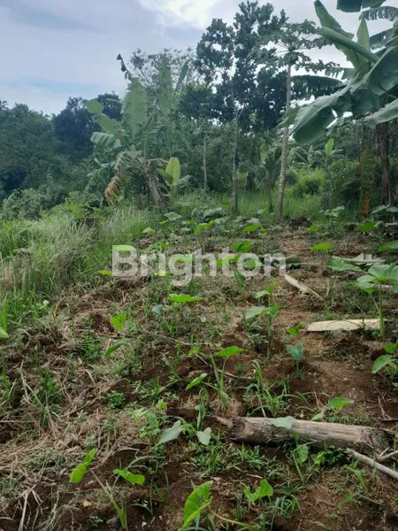 image TANAH KEBUN DATAR DIBAWAH NJOP COCOK BUAT RUMAH KOST DEKAT DENGAN KAMPUS IPB DRAMAGA DI SITU GEDE DRAMAGA BOGOR (4)