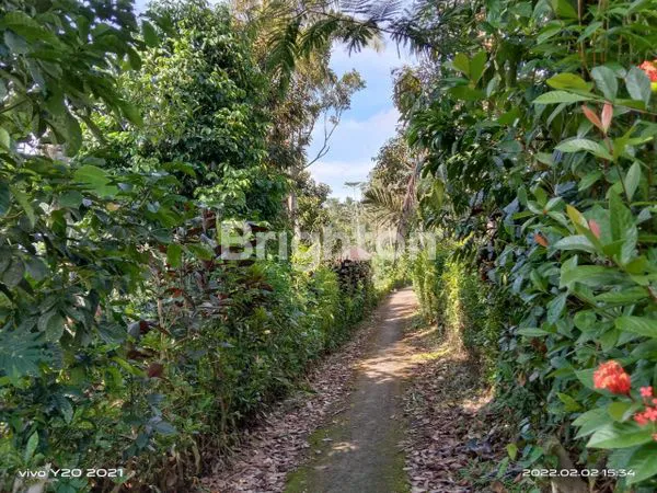 image PERKEBUNAN KOPI PRODUKTIF DI PUPUAN (2)