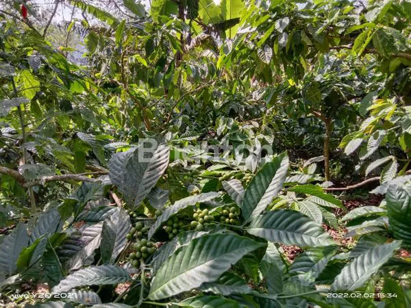 image PERKEBUNAN KOPI PRODUKTIF DI PUPUAN (4)