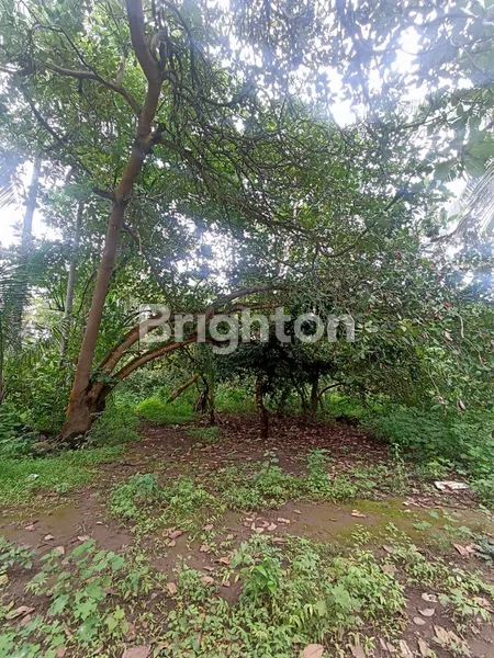 image TANAH LUAS 168 ARE PINGGIR PANTAI DI SAMBIRENTENG BULELENG (8)