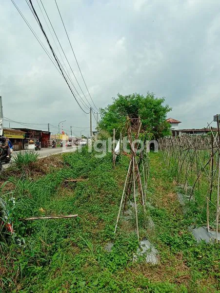 image TANAH KOMERSIIL DIPINGGIR JALAN RAYA LINGKAR LALADON, BOGOR (5)