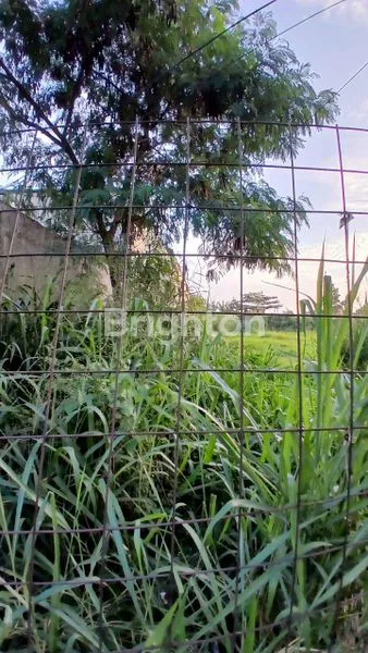 image TANAH DISEWAKAN (5)
