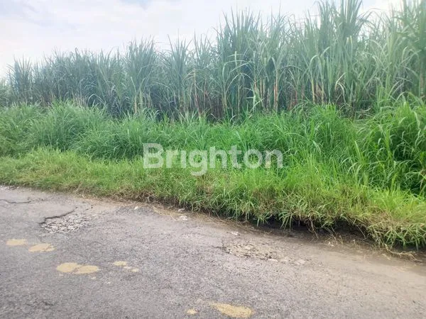 image TANAH SAWAH 2,5  H (1)