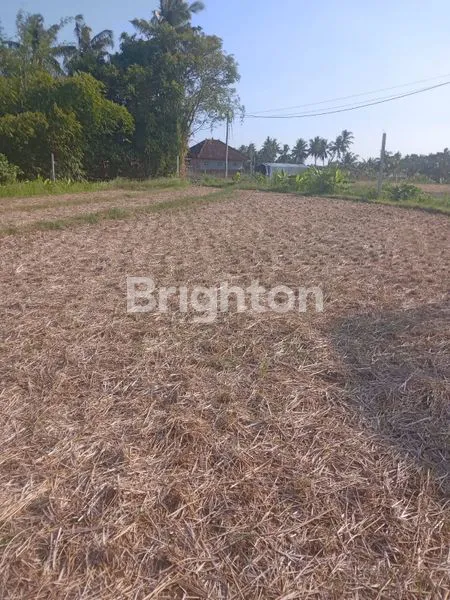 image TANAH STRATEGIS PINGGIR JALAN UTAMA DI TABANAN BALI  (5)
