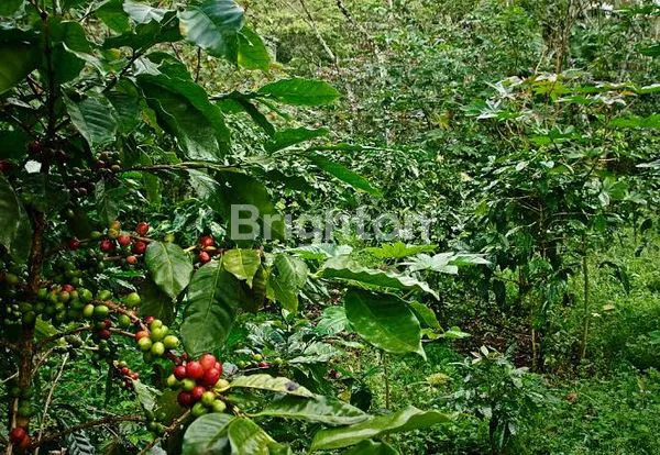 TANAH KOPI 8.000M² DI GITGIT, VIEW BUKIT BALI