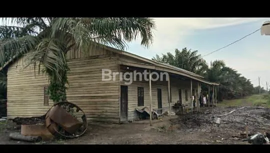 image DIJUAL KEBUN SAWIT DI LABUHAN BATU  (2)