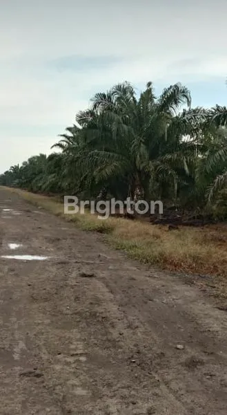 image DIJUAL KEBUN SAWIT DI LABUHAN BATU  (1)