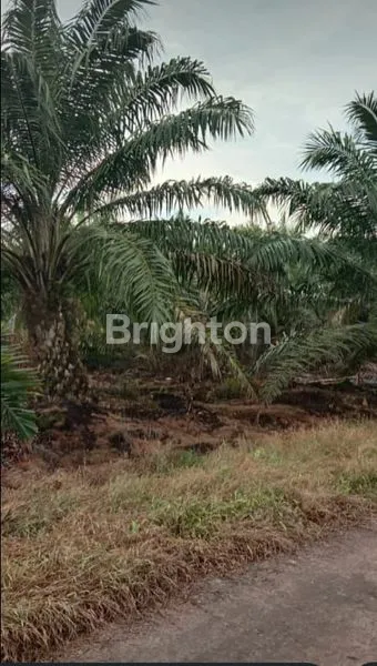 image DIJUAL KEBUN SAWIT DI LABUHAN BATU  (3)