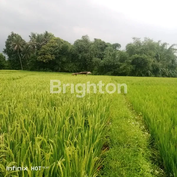 image INVESTASI MENGUNTUNGKAN, PERSAWAHAN DI CIKOPAK BUANAJAYA TANJUNGSARI BOGOR (2)