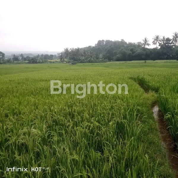 image INVESTASI MENGUNTUNGKAN, PERSAWAHAN DI CIKOPAK BUANAJAYA TANJUNGSARI BOGOR (3)