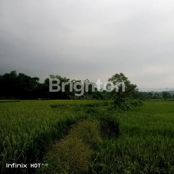 image INVESTASI MENGUNTUNGKAN, PERSAWAHAN DI CIKOPAK BUANAJAYA TANJUNGSARI BOGOR (6)