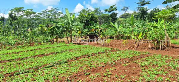 DIJUAL TANAH DI KAWASAN INDUSTRI TERPADU BATANG