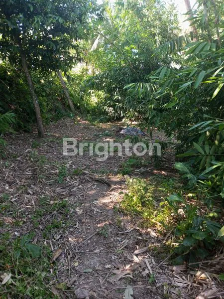 image TANAH AREA PEJENG UBUD GIANYAR (3)