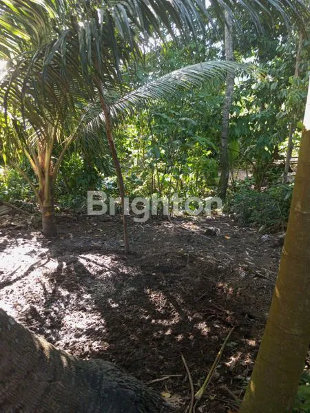 image TANAH AREA PEJENG UBUD GIANYAR (2)