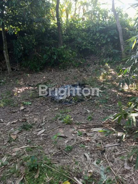 image TANAH AREA PEJENG UBUD GIANYAR (5)