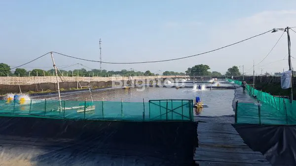 image TAMBAK UDANG PERMISAN PORONG (1)