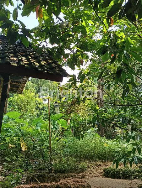 image TANAH KEBUN PINGGIR JALAN COCOK UNTUK BISNIS PARIWISATA DENGAN KONSEP ALAM (6)