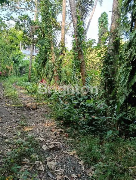 image TANAH KEBUN PINGGIR JALAN COCOK UNTUK BISNIS PARIWISATA DENGAN KONSEP ALAM (2)