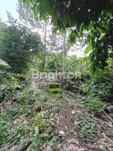 image TANAH KEBUN PINGGIR JALAN COCOK UNTUK BISNIS PARIWISATA DENGAN KONSEP ALAM (4)