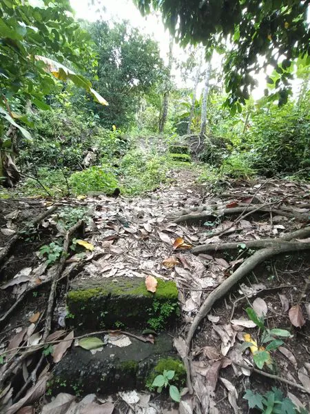 image TANAH KEBUN PINGGIR JALAN COCOK UNTUK BISNIS PARIWISATA DENGAN KONSEP ALAM (7)