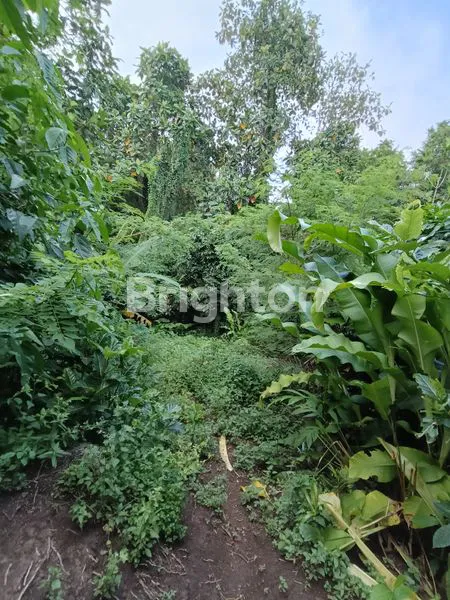 image TANAH KEBUN PINGGIR JALAN COCOK UNTUK BISNIS PARIWISATA DENGAN KONSEP ALAM (5)