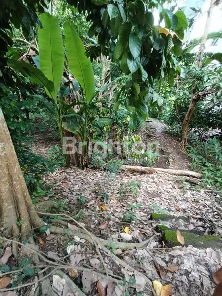 image TANAH KEBUN PINGGIR JALAN COCOK UNTUK BISNIS PARIWISATA DENGAN KONSEP ALAM (8)