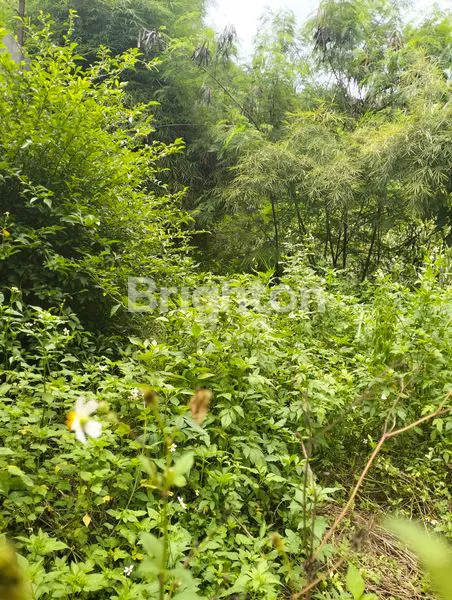 image TANAH LUAS CANDIASRI SEMARANG  (2)