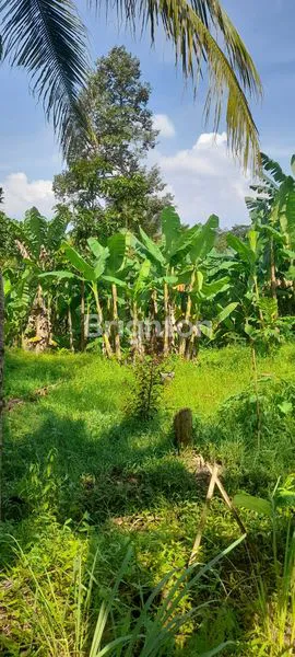 image TANAH KEBUN (4)