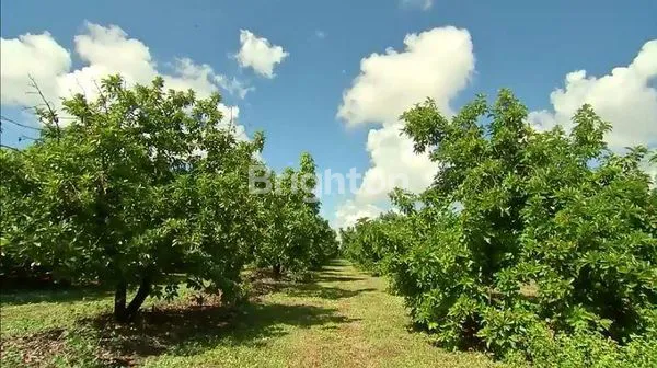 DIJUAL TANAH LUAS 3.055 M2 HARGA 2,2 M NEGO