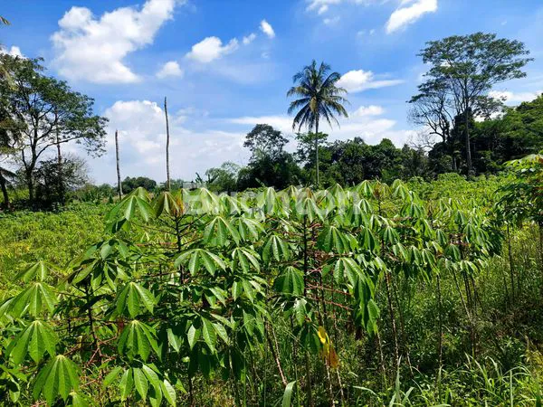 image TANAH MURAH 250RB/M² LT2500M²...MASIH NEGO LAGI DI KP.SUKABAKTI,DS.SUKAWENING,CIBINONG -CIOMAS.BOGOR (1)