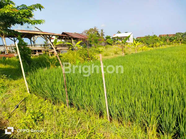 image TANAH SAWAH DI JUAL DEKAT CALON KAMPUS TERPADU JANABADRA DI JALAN KABUPATEN, DONOKITRI,  TRIHANGGO,  GAMPING, SLEMAN, YOGYAKARTA (8)