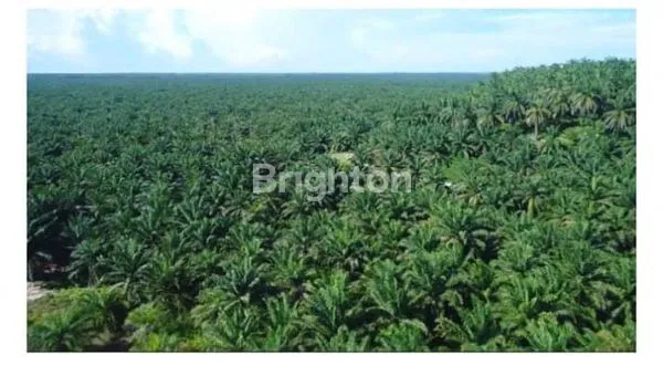 KEBUN SAWIT DAN PKS ACEH